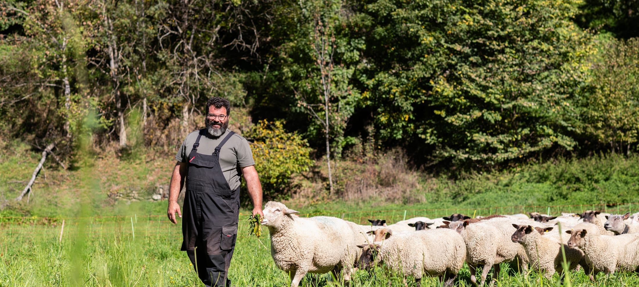 Bergbauer Lucien Fellay läuft mit seinen Schafen über eine Wiese.