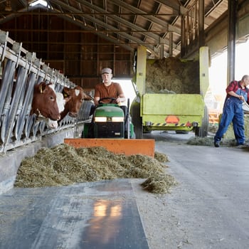 In einem modernen Kuhstall verteilen zwei Männer in Arbeitskleidung Futter für die Tiere. Sie verwenden dafür Maschinen. Ein Mann sitzt dabei auf einem kleinen Traktor, der andere nutzt eine Heugabel 