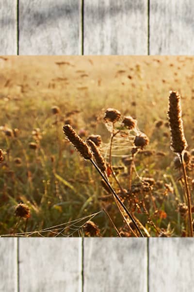 Holzboden mit Getreide