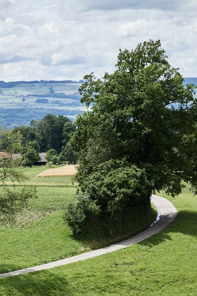 Blick auf eine Landstrasse mit einem grossen Baum. Im Hintergrund weitere flache Hügel.