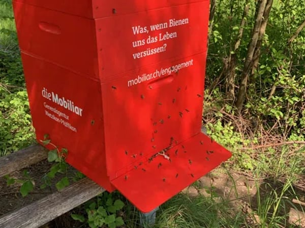 Bienenkasten Wetzikon