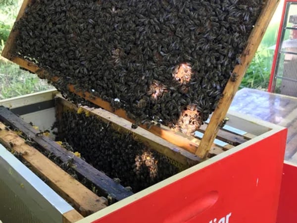 Bienenkasten Wetzikon