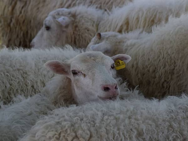 Mobiliar beteiligt sich an Naturspielplatz in Wisen