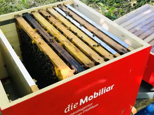 Bienenkasten Wetzikon
