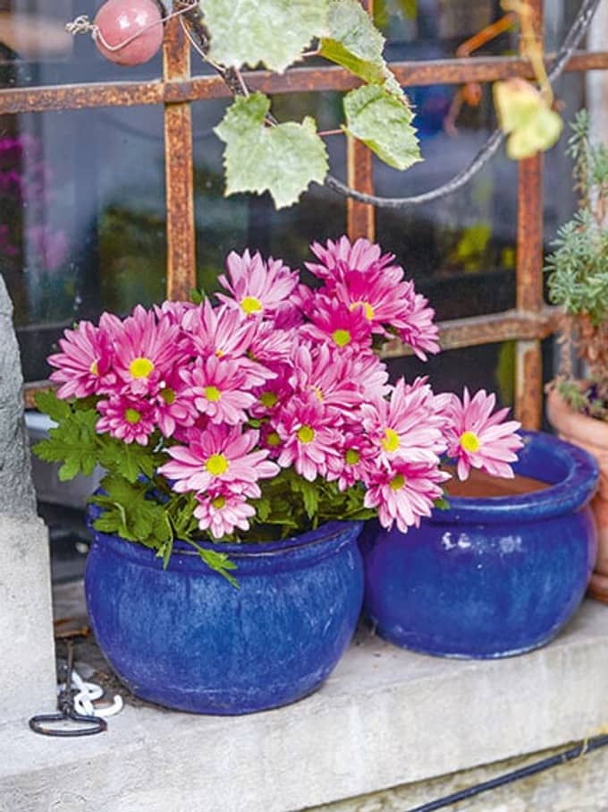 Fleurs devant une fenêtre