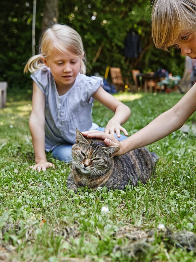 Zwei Kinder streicheln eine Katze