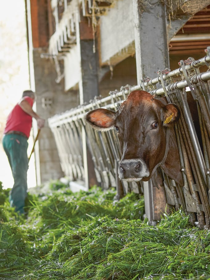 étable et vaches