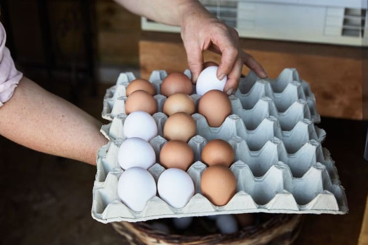 Une femme dépose un œuf dans une grande boîte à œufs.
