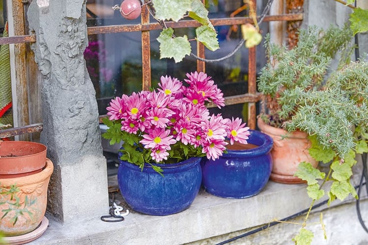 Fleurs devant une fenêtre