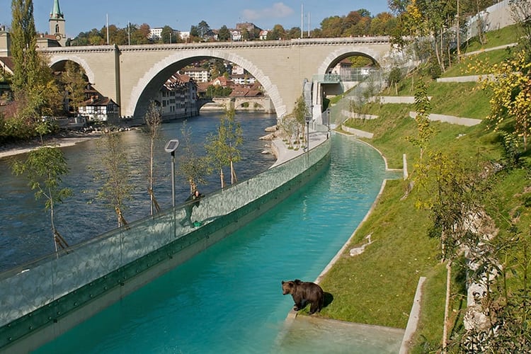 Il Parco degli orsi a Berna