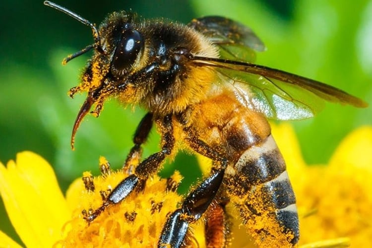 Biene auf einer Blume