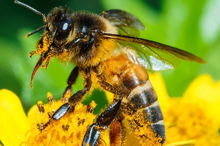 Bienen auf der Generalagentur Lenzburg