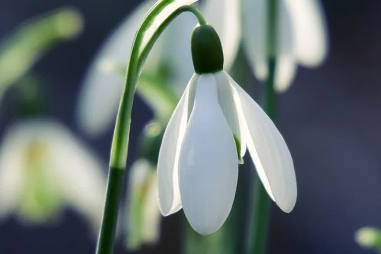 Blumen