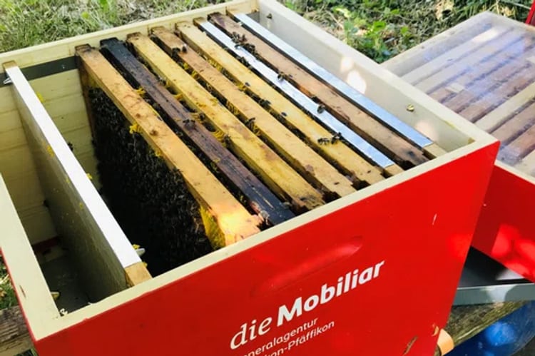 Bienenkasten Wetzikon