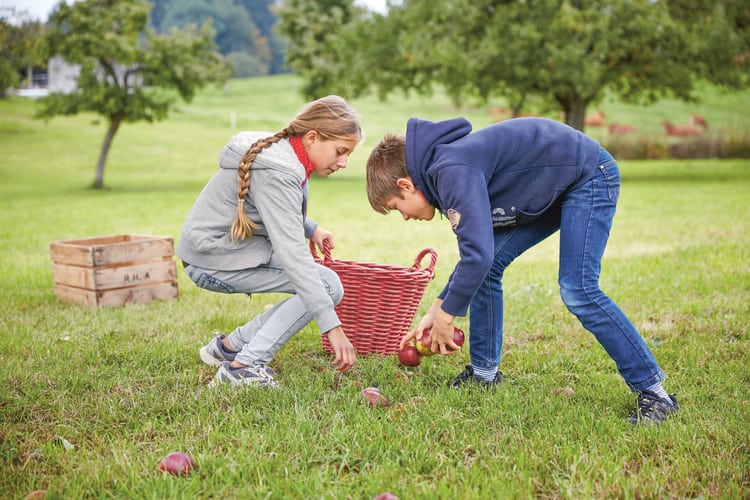 Un ragazzo e una ragazza adolescenti raccolgono delle mele in un frutteto e le mettono in un cesto.