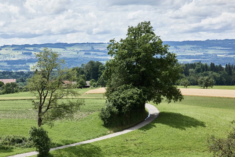 Blick auf eine Landstrasse mit einem grossen Baum. Im Hintergrund weitere flache Hügel.