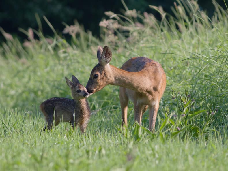 Un chevreuil et son enfant