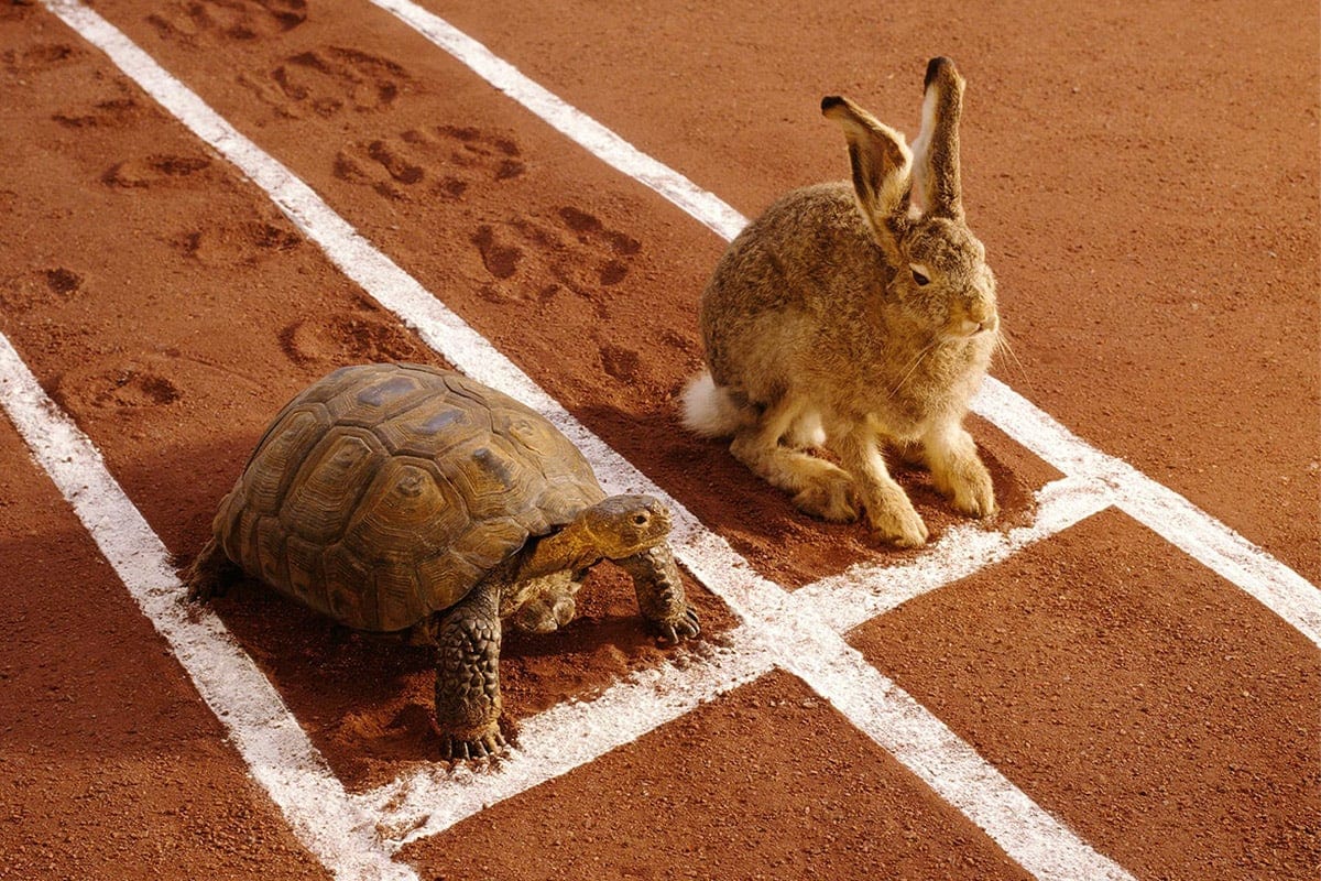 Ein Hase und eine Schildkröte auf einer Sand-Rennbahn