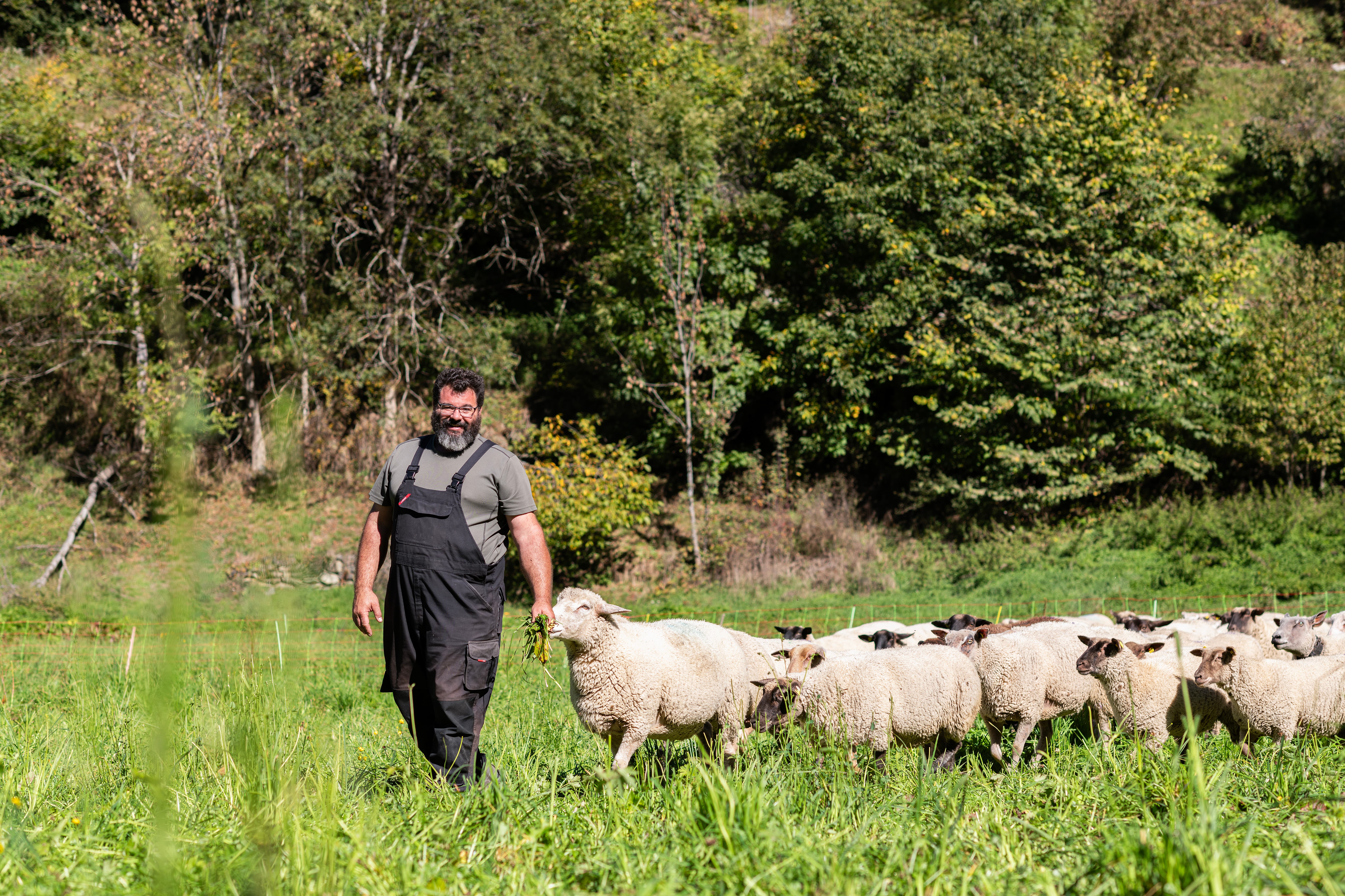 Lucien Fellay traverse un pâturage avec ses moutons.