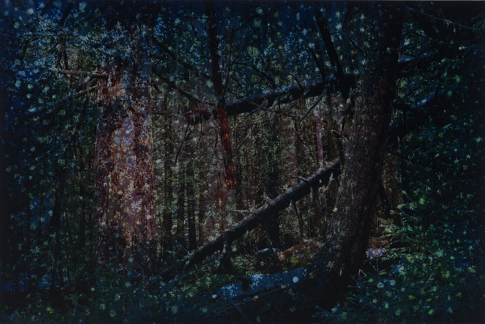 forêt sombre avec des touffes colorées