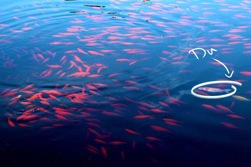 U fish dating